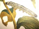 Maria Sibylla Merian: Metamorphosis Insectorum Surinamensium. thumbnail