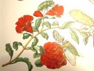 Maria Sibylla Merian: Metamorphosis Insectorum Surinamensium. thumbnail