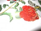 Maria Sibylla Merian: Metamorphosis Insectorum Surinamensium. thumbnail