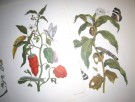 Maria Sibylla Merian: Metamorphosis Insectorum Surinamensium. thumbnail