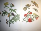 Maria Sibylla Merian: Metamorphosis Insectorum Surinamensium. thumbnail