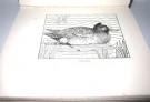 Birds of the Seashore.  thumbnail
