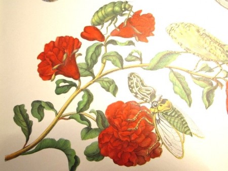 Maria Sibylla Merian: Metamorphosis Insectorum Surinamensium.